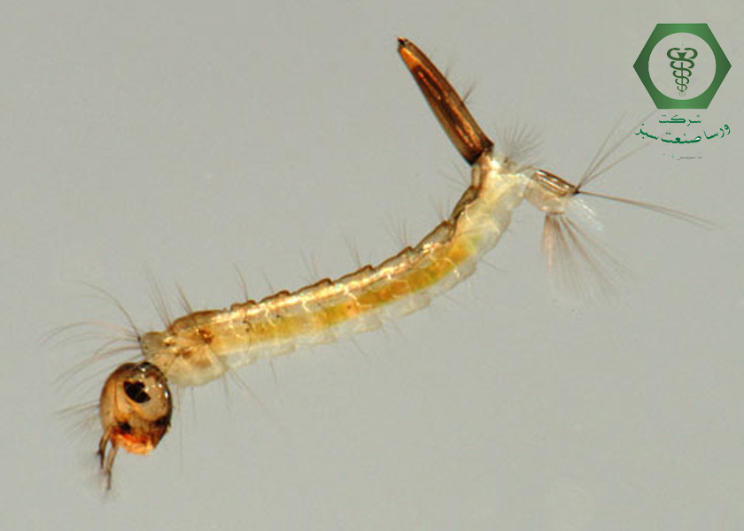 لارو پشه کوره